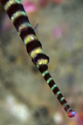 Portrait study of a Banded Pipefish. Taken with D200 and ... by David Henshaw 